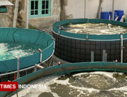 Hadapi Musim Kemarau, Disperikan Banyuwangi Bagikan Tips Bagi Pembudidaya Ikan – TIMES Banyuwangi