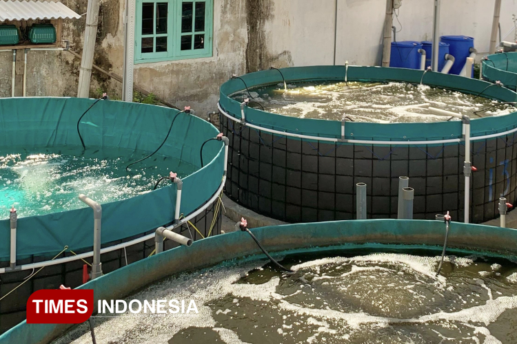 hadapi-musim-kemarau,-disperikan-banyuwangi-bagikan-tips-bagi-pembudidaya-ikan-–-times-banyuwangi