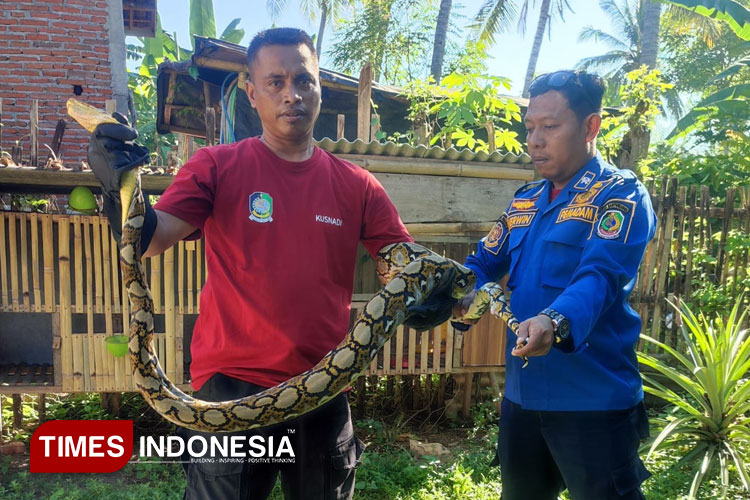 ular-piton-3-meter-memangsa-sejumlah-ayam-milik-warga-banyuwangi-–-times-banyuwangi