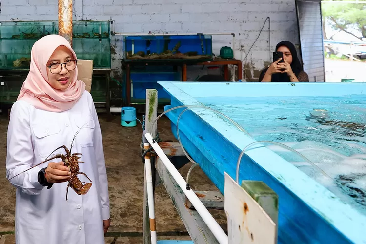 miliki-tubuh-gemoy,-lobster-bangsring-banyuwangi-dijual-ke-tiongkok-dan-taiwan