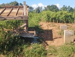 Gubuk Petani di Sidodadi Dirobohkan Orang Tak Dikenal, Warga Resah