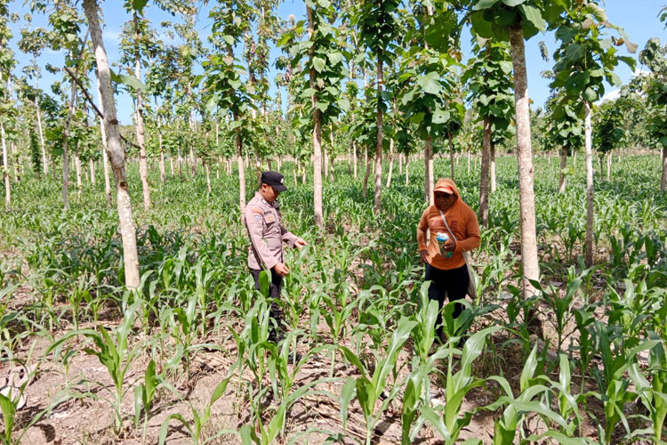 bhabinkamtibmas-jadi-garda-depan-sukseskan-food-estate-di-banyuwangi-–-times-banyuwangi
