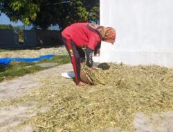 Riskiana, Peternak di Sumberkencono yang Mandiri Produksi Pakan Fermentasi untuk Gemukkan Kambing