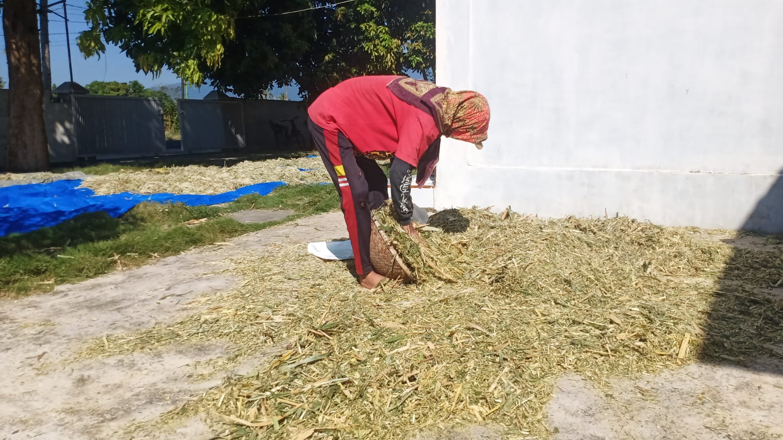 riskiana,-peternak-di-sumberkencono-yang-mandiri-produksi-pakan-fermentasi-untuk-gemukkan-kambing