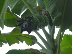 8 Jenis Pisang yang Cocok untuk Keripik, Pilihan Terbaik untuk Camilan Renyah