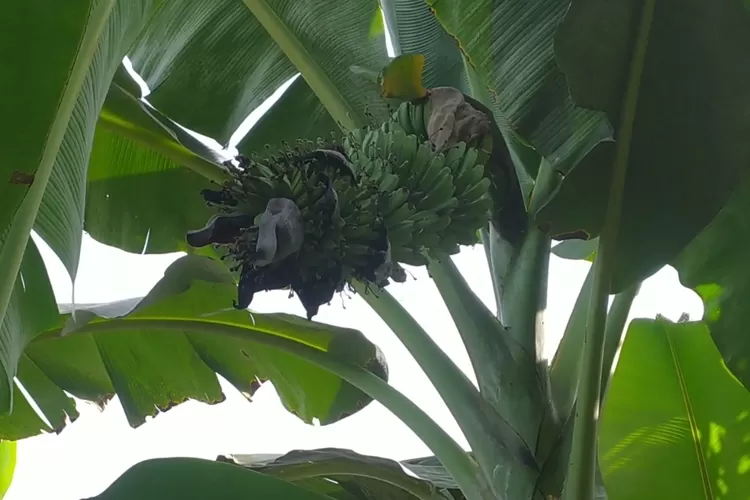 8-jenis-pisang-yang-cocok-untuk-keripik,-pilihan-terbaik-untuk-camilan-renyah