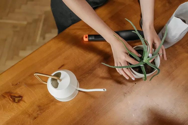 benarkah-lidah-buaya-bisa-mencerahkan-kulit?-ini-fakta-menarik-tentang-aloe-vera