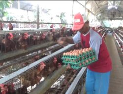 Program Ayam Petelur Desa Watukebo Berhasil Tekan Stunting dan Bantu Ratusan Warga Miskin