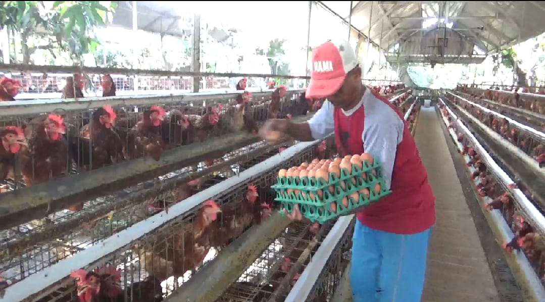 program-ayam-petelur-desa-watukebo-berhasil-tekan-stunting-dan-bantu-ratusan-warga-miskin