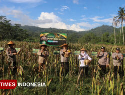 Dukung Ketahanan Pangan, Polres Pacitan Panen Jagung Bersama Warga Desa Mlati – TIMES Banyuwangi