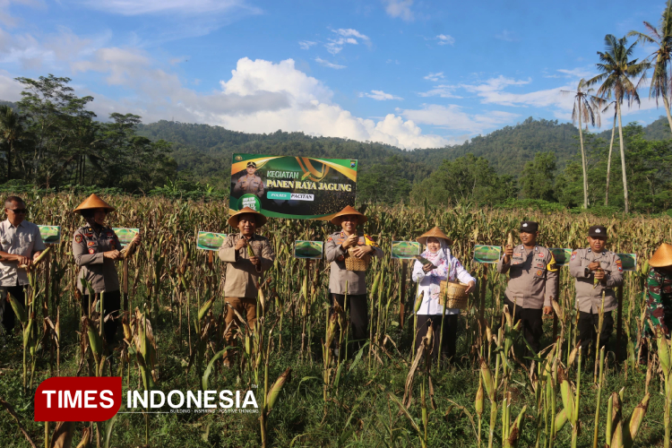 dukung-ketahanan-pangan,-polres-pacitan-panen-jagung-bersama-warga-desa-mlati-–-times-banyuwangi