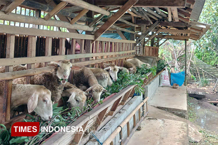 jelang-idul-adha,-pedagang-domba-di-banyuwangi-siapkan-stok-hingga-60-ekor-–-times-banyuwangi
