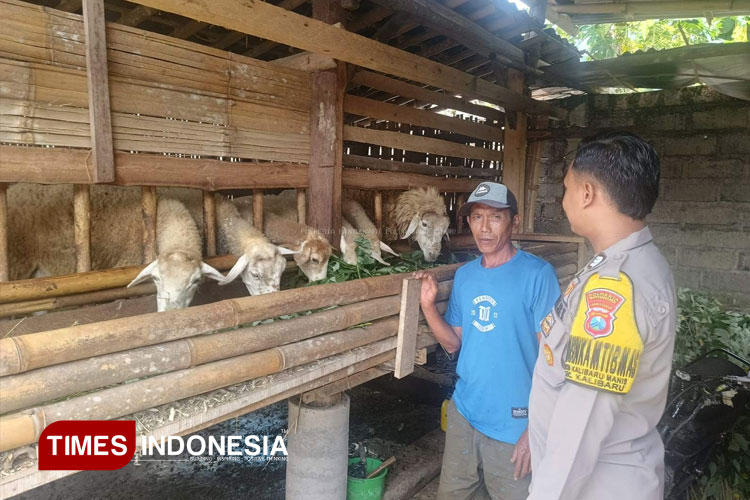 jelang-idul-adha,-sinergi-polisi-dan-peternak-jaga-kesehatan-ternak-domba-–-times-banyuwangi