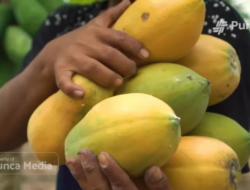 Pepaya, Buah Tropis yang Menyehatkan Pencernaan Anda!