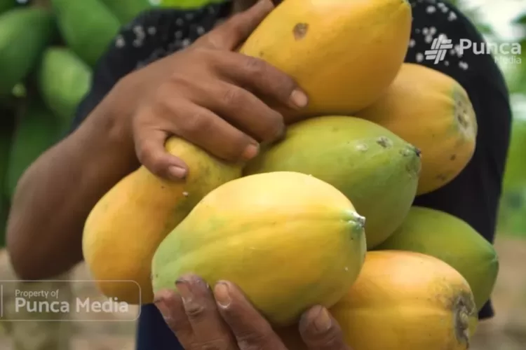 pepaya,-buah-tropis-yang-menyehatkan-pencernaan-anda!