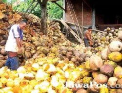Berapa Kali Pohon Kelapa Berbuah dan Berapa Lama Prosesnya Menuju Panen?
