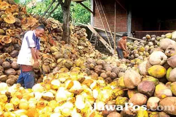 berapa-kali-pohon-kelapa-berbuah-dan-berapa-lama-prosesnya-menuju-panen?
