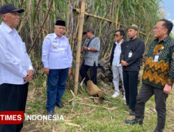 Bupati Malang Borong Bibit Tebu Raksasa Cening Songgon Banyuwangi – TIMES Banyuwangi