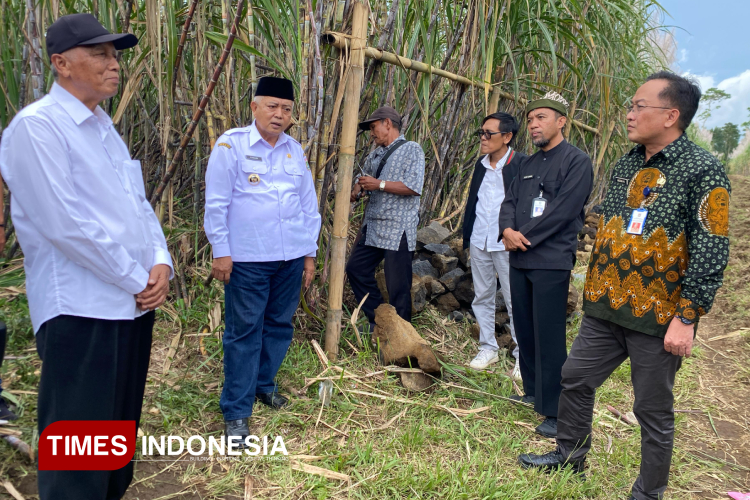 bupati-malang-borong-bibit-tebu-raksasa-cening-songgon-banyuwangi-–-times-banyuwangi