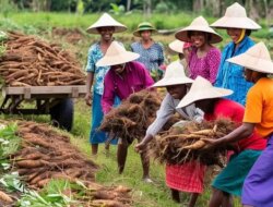Cara Menanam Singkong yang Mudah dan Hasilnya Melimpah, Panen Raya Singkong
