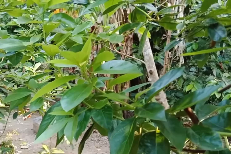 10-khasiat-tersembunyi-daun-alpukat-yang-perlu-anda-ketahui