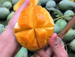 Mengupas Sejarah Mangga Harum Manis: Dari Probolinggo ke Pasar Dunia