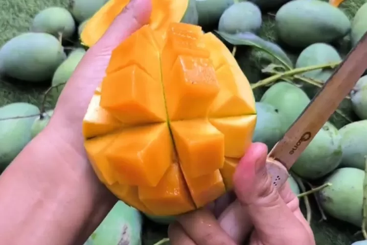 mengupas-sejarah-mangga-harum-manis:-dari-probolinggo-ke-pasar-dunia