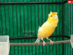 Bikin Jatuh Hati, Inilah 10 Kenari Tercantik dengan Suara Merdu