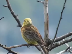 Tak Cuma Suaranya Merdu, Ini 5 Peran Penting Burung Kenari dalam Ekosistem