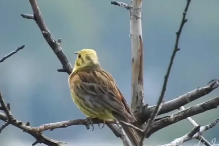 tak-cuma-suaranya-merdu,-ini-5-peran-penting-burung-kenari-dalam-ekosistem