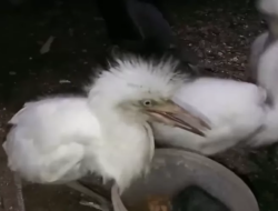Mengejutkan, Begini Proses Burung Kuntul Bertumbuh Sejak Menetas