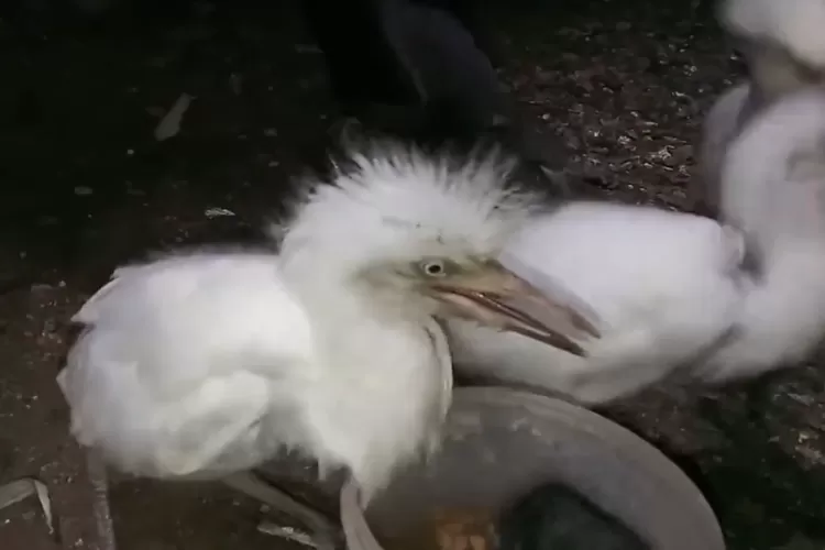 mengejutkan,-begini-proses-burung-kuntul-bertumbuh-sejak-menetas
