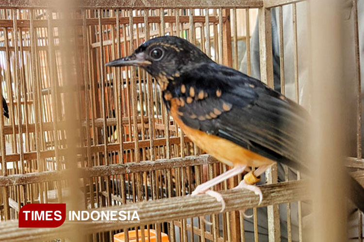 mengenal-murai-batu,-burung-dengan-keindahan-menawan-dan-harga-fantastis-–-times-banyuwangi