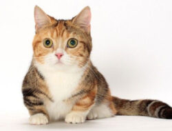 Mirip Miniatur, Macam-Macam Ras Kucing Berkaki Pendek Ini Siap Memikat Hati – TIMES Banyuwangi