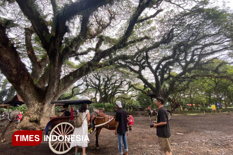 de-djawatan-dan-boom-marina,-wisata-favorit-di-banyuwangi-–-times-banyuwangi