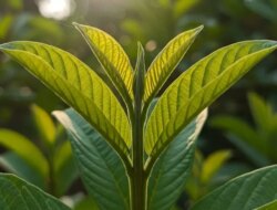 Daun Jambu Berkhasiat? Bantu Menyembuhkan Luka dengan Alami dan Cepat
