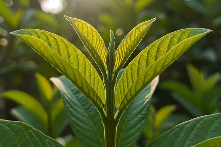 daun-jambu-berkhasiat?-bantu-menyembuhkan-luka-dengan-alami-dan-cepat
