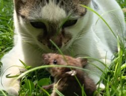 Legenda Seru di Balik Permusuhan Abadi Kucing dan Tikus yang Masih Diyakini Hingga Kini