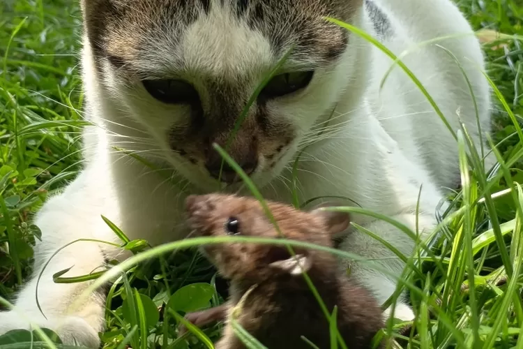 legenda-seru-di-balik-permusuhan-abadi-kucing-dan-tikus-yang-masih-diyakini-hingga-kini