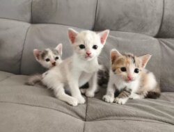 Mau Kasih Nama Anak Kucing? Ini 5 Nama Lucu Berawalan Huruf C yang Bikin Gemas