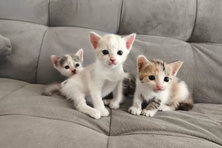 mau-kasih-nama-anak-kucing?-ini-5-nama-lucu-berawalan-huruf-c-yang-bikin-gemas