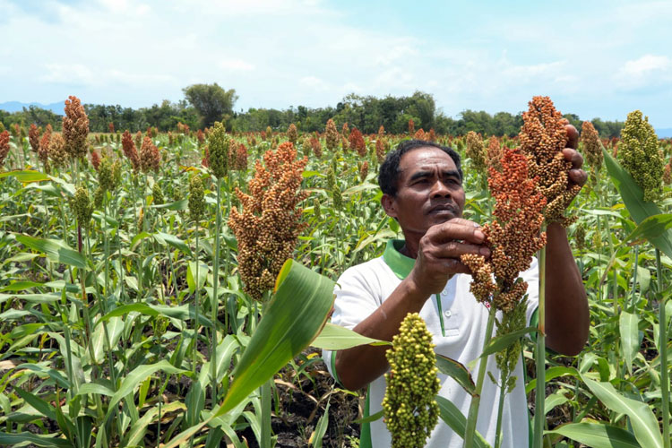 sorgum,-gandum-kuno-yang-kaya-manfaat-–-times-banyuwangi