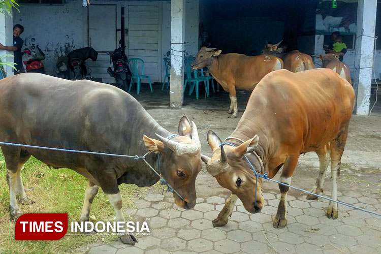 sapi-bali-jadi-favorit-masyarakat-banyuwangi-untuk-kurban-idul-adha-–-times-banyuwangi