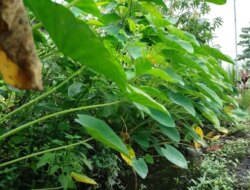 Menelusuri Asal Usul Lompong atau Talas, Umbi Lezat dengan Sejuta Manfaat