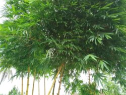 Bukan Sekadar Tanaman Hias, Ini Deretan Manfaat Bambu Kuning yang Jarang Diketahui