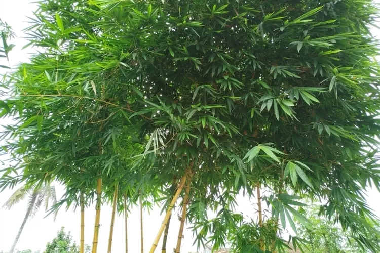 bukan-sekadar-tanaman-hias,-ini-deretan-manfaat-bambu-kuning-yang-jarang-diketahui