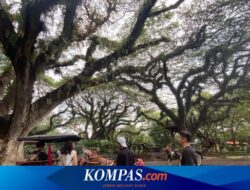 De Djawatan Forest Jadi Destinasi Terfavorit Selama “Long Weekend” di Banyuwangi