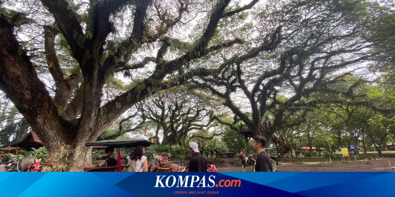 de-djawatan-forest-jadi-destinasi-terfavorit-selama-“long-weekend”-di-banyuwangi