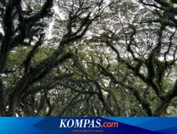 Cara ke Wisata De Djawatan Forest di Banyuwangi Naik Kendaraan Umum