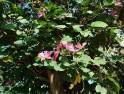 Fakta Unik Bauhinia Purpurea, Daun Belah Dua dan Asal Usul Julukan ‘Kaki Kambing’ yang Sarat Makna